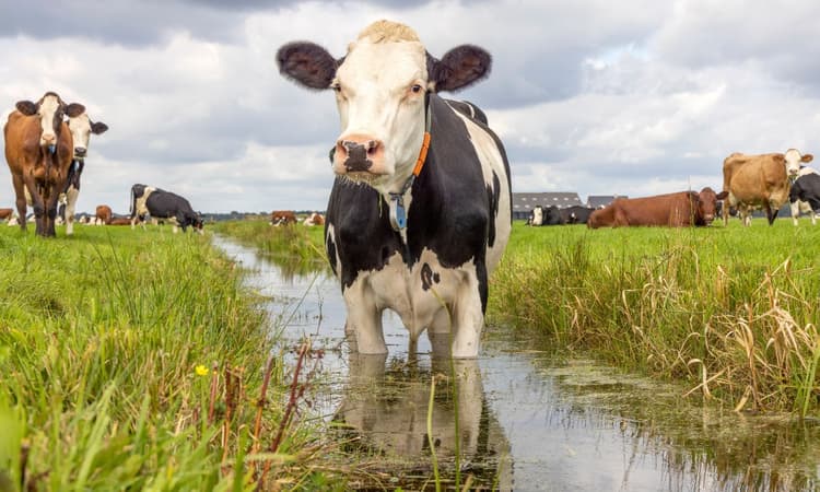 The Netherlands has the dirtiest water in Europe, data reveals