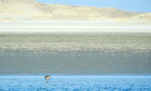 Dutch island goes back to nature