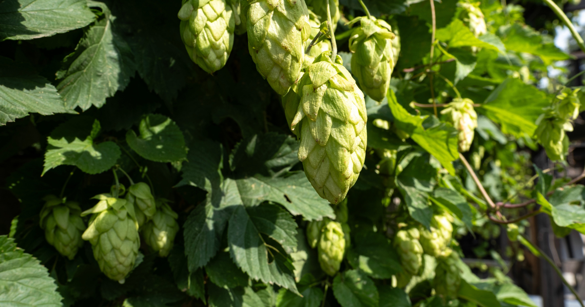 Climate change threatens German hop supply and Oktoberfest beer