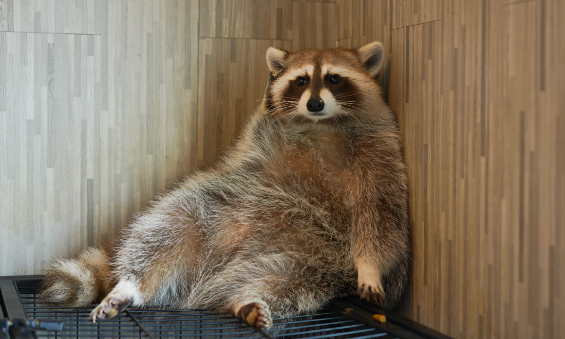 Panicked racoon barricades itself in Ratzeburg bedroom