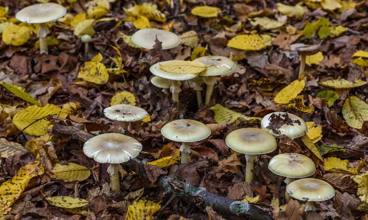 Mushroom season is here, but if you’re planning to forage consider yourself warned!
