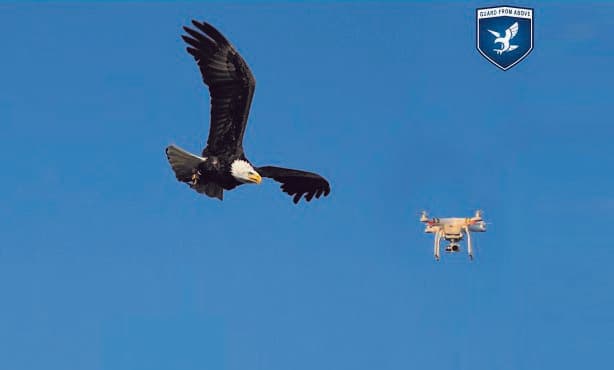 Dutch police looking to use eagles to catch drones