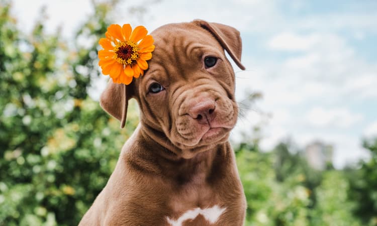 These were the most popular dog names in the Netherlands in 2023