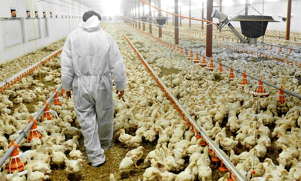 Bird flu outbreak in the Netherlands