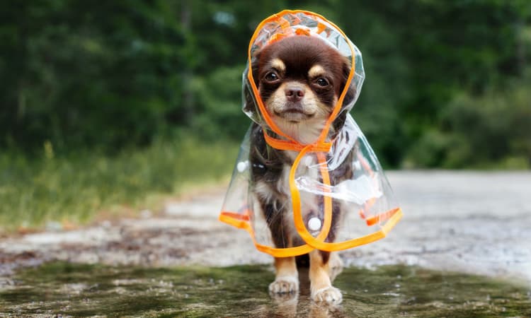 Choosing the best dog care option when living abroad