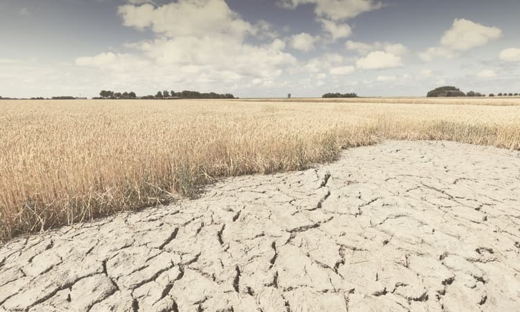 UN Climate report: Climate change could cause food shortage from 2050
