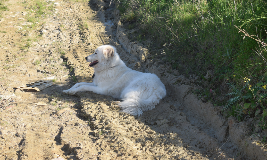 Summer 2023: Germany to implement new heatwave plan