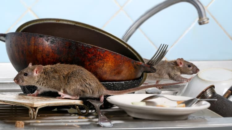 The Netherlands could soon be experiencing an unprecedented plague of rodents