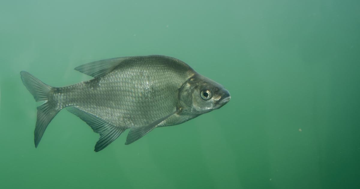 Utrecht’s fish doorbell returns on March 2 for migration season