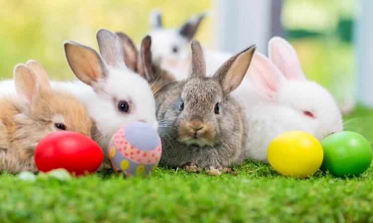 Chocolate eggs and bunnies