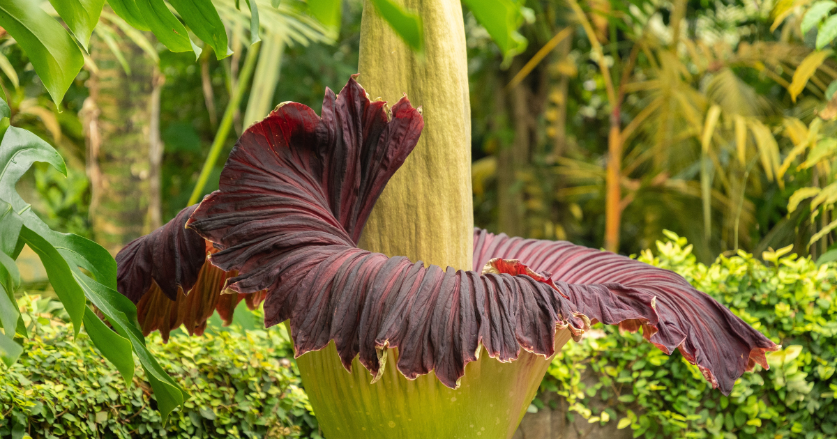 Giant Titan Arum flower to bloom in Zurich this week