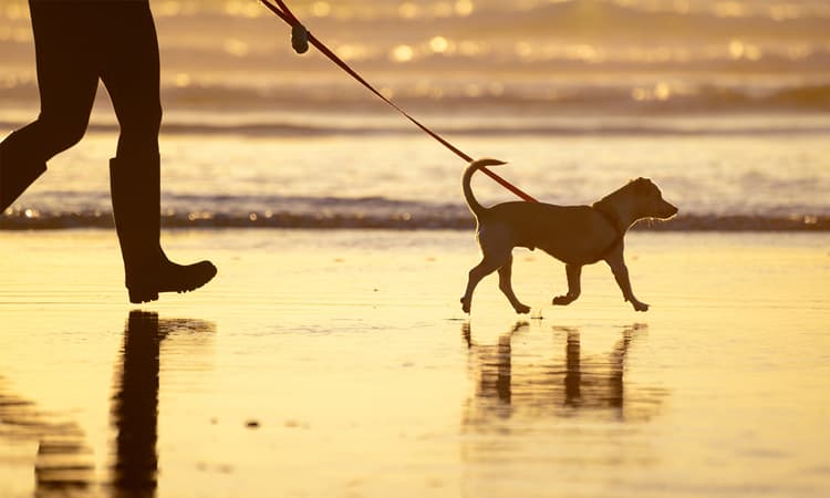 [The Hague] Dogs allowed on beach