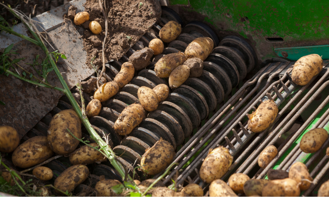 German supermarkets recall potentially poisonous potatoes
