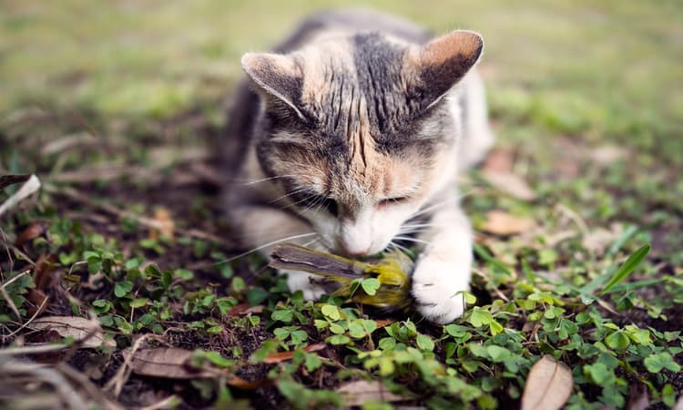 “Letting your cat go outdoors without a leash is in conflict with EU rules”
