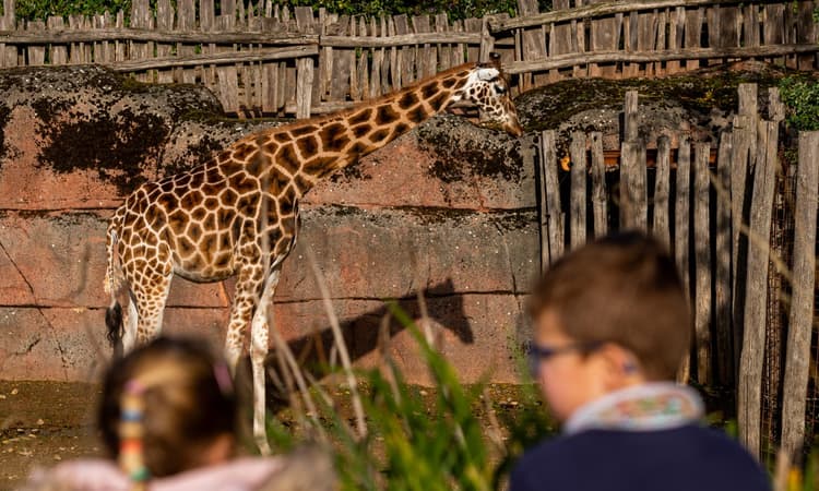 GaiaZOO voted best outing in the Netherlands by Dutch public