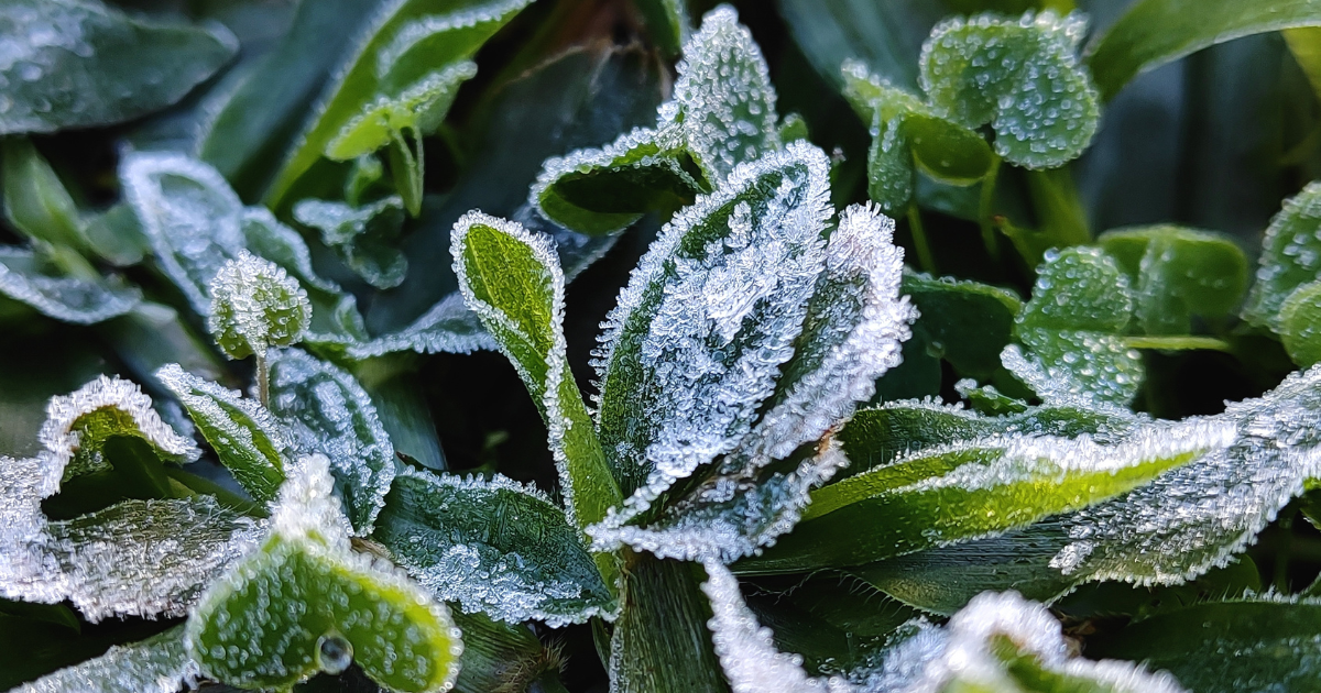 Summer frost measured in mid-July for first time in the Netherlands