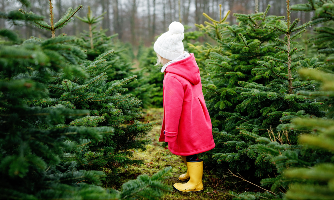 Christmas trees will be more expensive in Germany in 2024