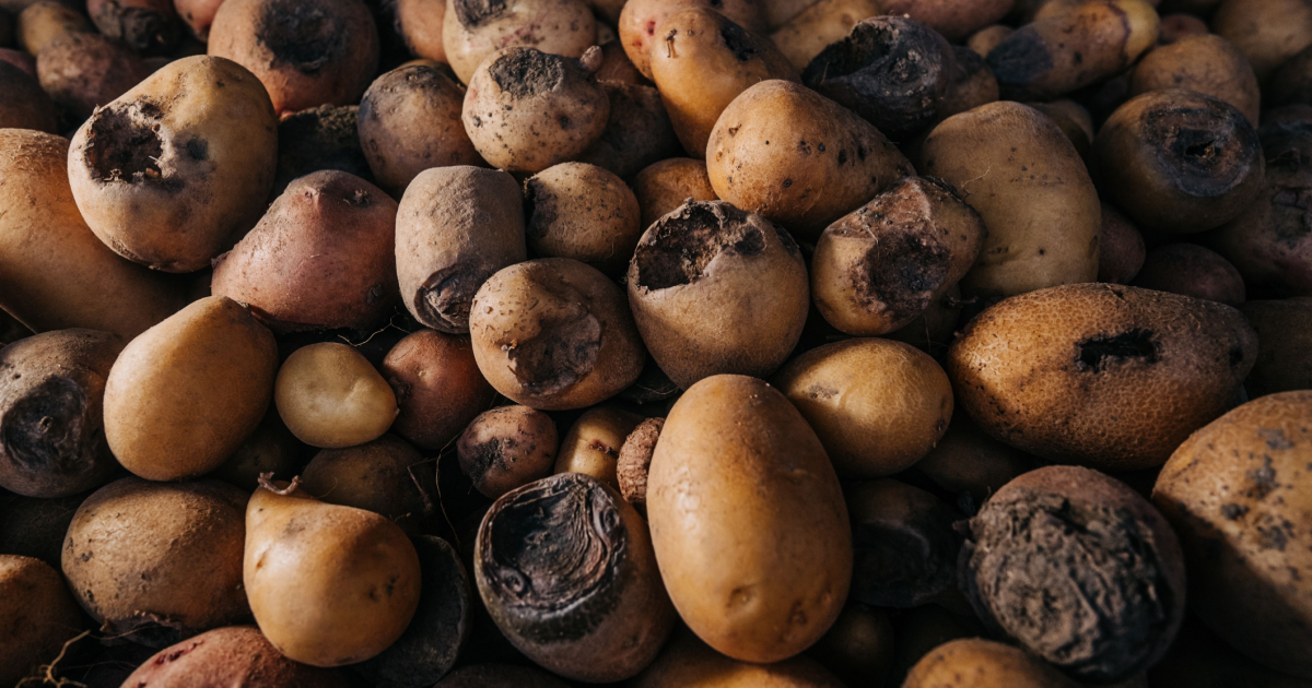 Cicada pest posing “serious threat” to German vegetable crops