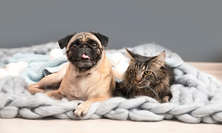 2019 most popular names for dogs and cats in the Netherlands