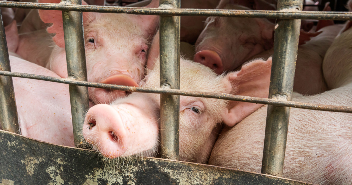 Germany to make CCTV mandatory in slaughterhouses