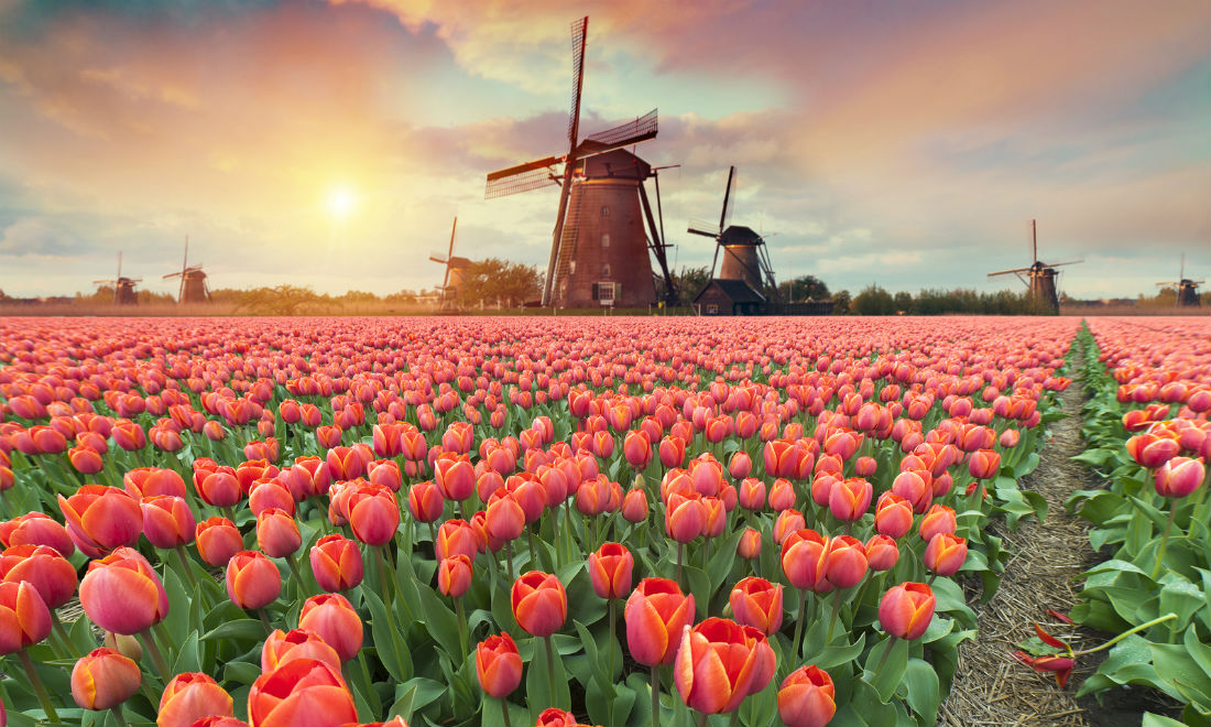 5 ways to celebrate spring in the Netherlands
