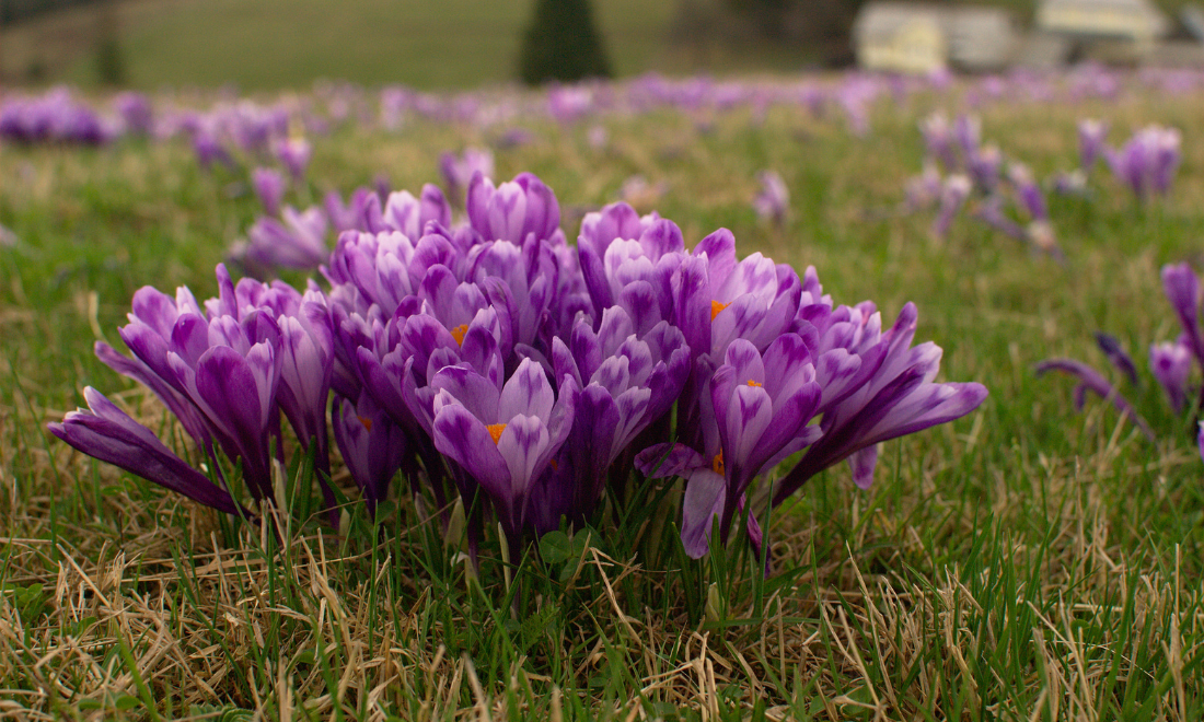 Crocuses blooming early in the Netherlands