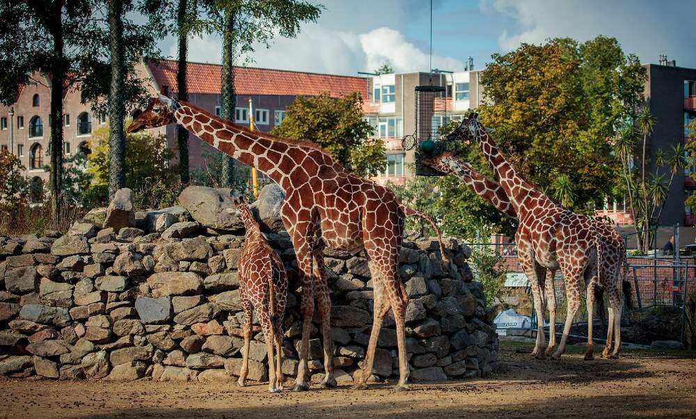 The five best zoos in the Netherlands