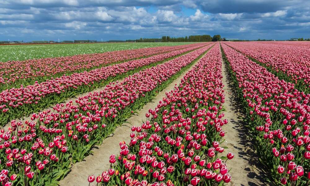 4 places to see tulips that are not the Keukenhof
