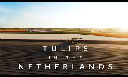 [Video] Footage of the beautiful Dutch tulip fields from above