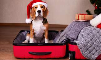 Coming home for Christmas: Helpful tips for settling back in