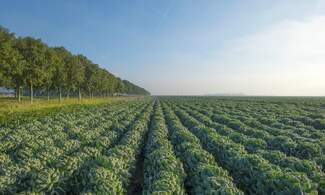 Dutch agricultural sector world’s 2nd largest & growing
