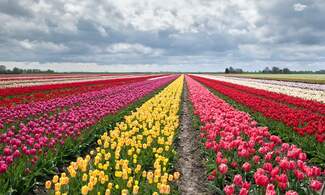 Tulipmania: the craze for the Netherlands’ favourite flower