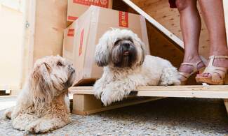 Here is what you need to know about relocating your pet