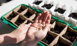 Dutch seed breeder wins prestigious World Food Prize