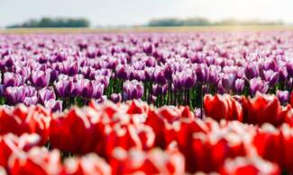 [Video] Tulip season in the Netherlands