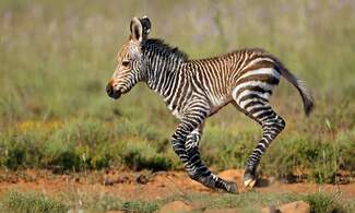 Amersfoort Aminal Park welcomes endangered zebra foal