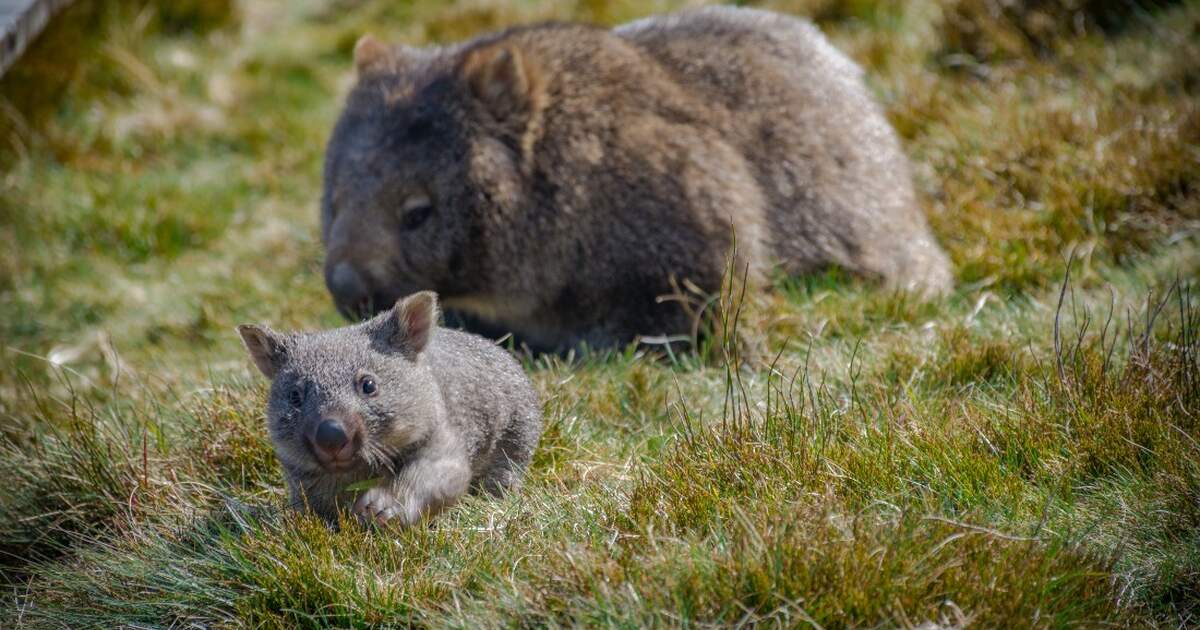 The Netherlands welcomes first wombat born at Dutch zoo