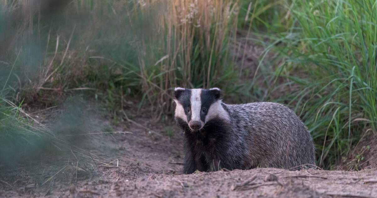 Trains in the Netherlands brought to a standstill by badgers