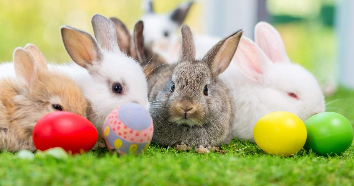 Chocolade-eieren en konijnen