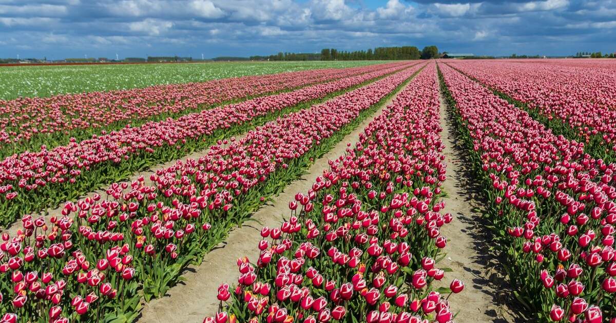 Places to see tulips that are not the Keukenhof | Tulip fields in the ...