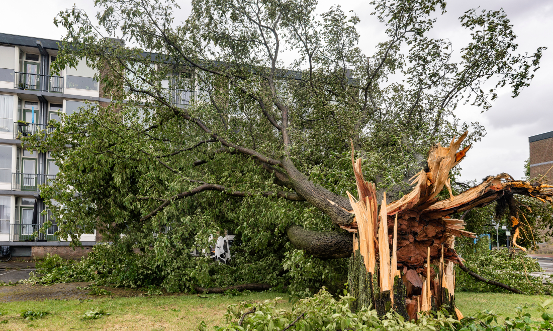 Fallen tree in the Netherlands after Storm Poly